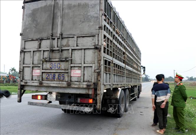 Lập 2 chốt kiểm soát vận chuyển lợn từ Bắc vào Nam