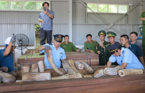 Điều tra mở rộng nghi án vận chuyển trái phép ngà voi ở Đà Nẵng