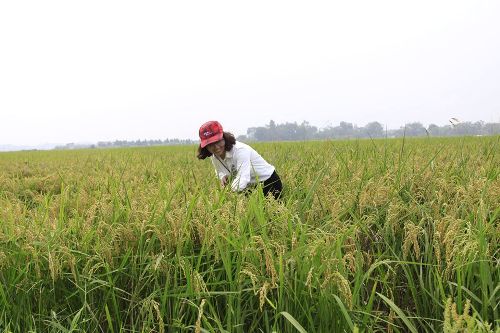 Vụ Đông Xuân