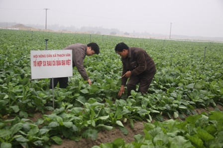 Hà Tĩnh: Nông dân thu 50 triệu đồng/ha nhờ trồng rau trên cát