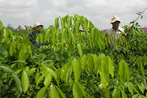 Tập đoàn Công nghiệp Cao su Việt Nam: Cán đích cổ phần hóa trong năm 2016