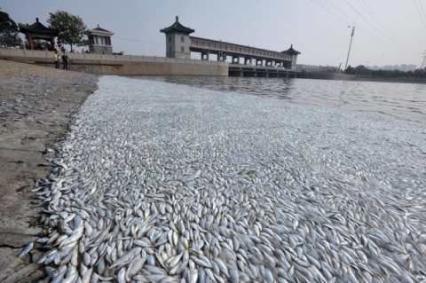 Tuyệt đối không được ăn cá đang bị chết hàng loạt