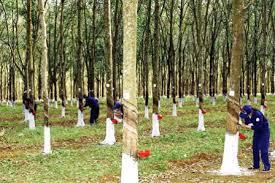 Giá cao su hồi phục khả quan