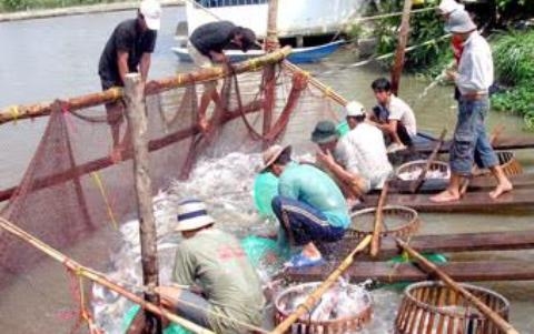 Giá cá tra tăng cao do nguồn cung hạn chế