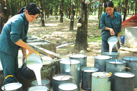 Doanh nghiệp ngành Nông nghiệp: Tái sinh sau cổ phần hóa