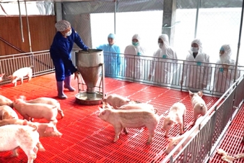 Giảm 50% mức thu phí trong chăn nuôi
