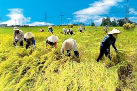 Nông nghiệp Việt Nam 39 năm sau giải phóng