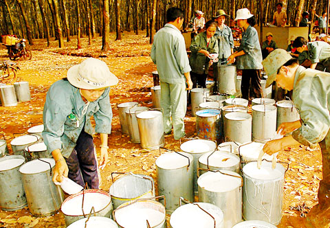 phát triển cây công nghiệp tại Bình Phước