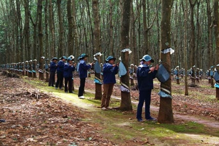 viet nam dong y hop tac voi thai lan indonesia va malaysia nang gia cao su