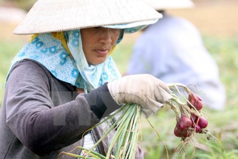 Thông tin hành tím Vĩnh Châu dùng chất bảo quản gây mù mắt là chưa chính xác