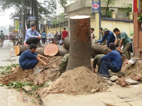 Vụ chặt cây xanh: Hà Nội sẽ kiểm điểm trách nhiệm lãnh đạo Thành phố trước 30/6