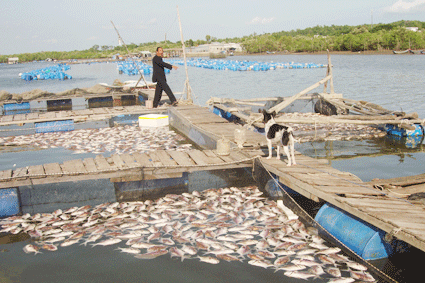 cá chết hàng loạt