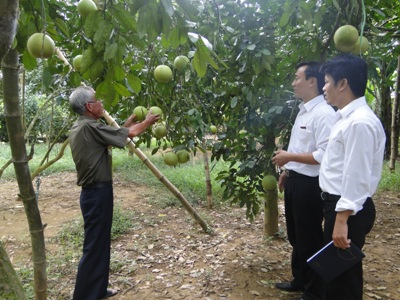 Bưởi