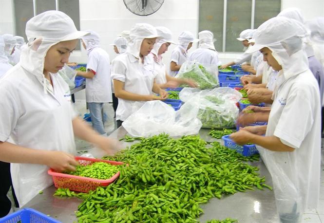 Lưu ý dư lượng thuốc trừ sâu khi xuất khẩu rau vào UAE