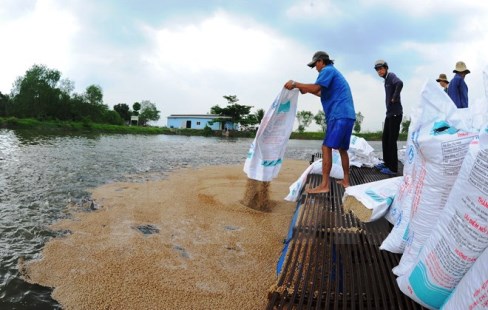 Chính phủ quy định 4 điều kiện về nuôi, chế biến và xuất khẩu cá tra