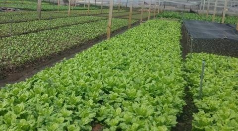 5 tháng, xuất khẩu nông lâm và thủy sản đạt 13,7 tỷ USD