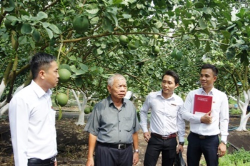 bưởi da xanh
