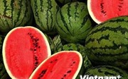 Cặp dưa hấu Nhật Bản có giá kỷ lục 45.500 USD