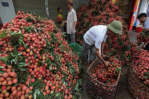 Tháo gỡ khó khăn cho xuất khẩu quả vải tươi sang Nhật Bản