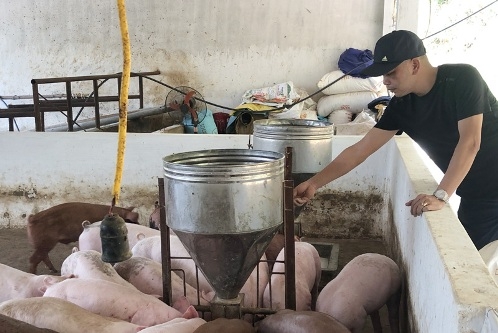 Tái đàn để giảm giá thịt lợn còn nhiều gian nan