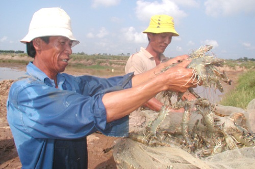 Chế biến, tiêu thụ hải sản giảm mạnh do tác động dịch Covid