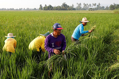 Thái Lan dự báo sẽ thu hoạch 24 triệu tấn gạo trong niên vụ 2020