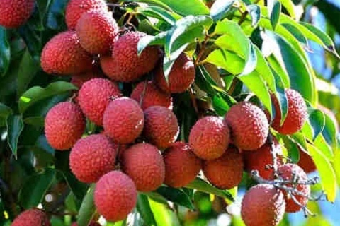 Hỗ trợ Hải Dương kết nối, xúc tiến tiêu thụ vải thiều