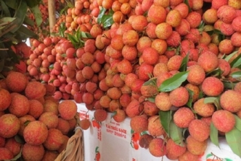 Nâng cao thương hiệu để xuất khẩu vải ổn định sang Nhật Bản