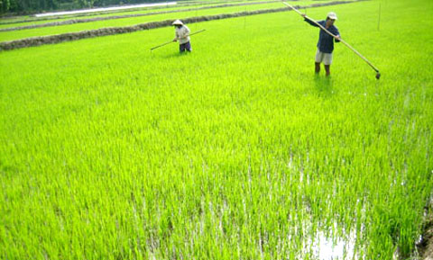 phát triển đất trồng lúa