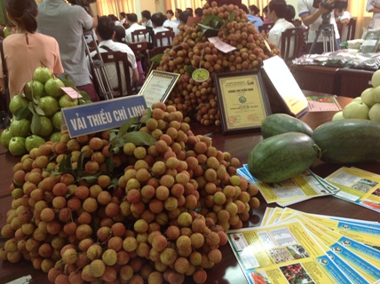 vải thiều hải dương