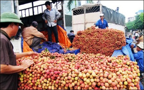 Hơn 7 tấn vải thử nghiệm đầu tiên đang trên đường tới Úc