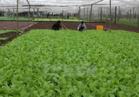 Vì sao rau sạch tiêu chuẩn VietGAP khó tiêu thụ?