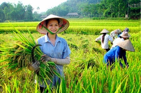Xuất khẩu lúa gạo có thể tận dụng cơ hội từ El Nino
