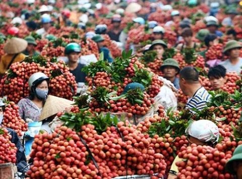 Xuất khẩu vải thiều: Doanh nghiệp đang gặp khó
