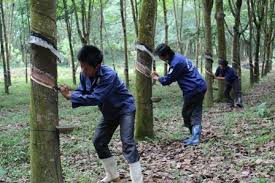 Giá cao su đang hồi phục