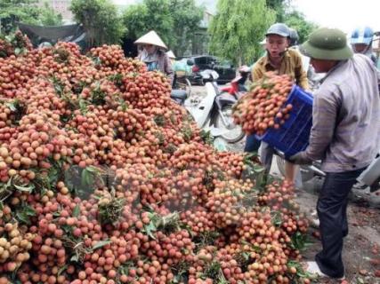 xuat khau vai thieu