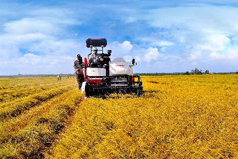 yanmar