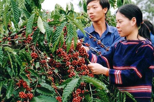 ban cach dua dac san cua mien trung tay nguyen ra the gioi