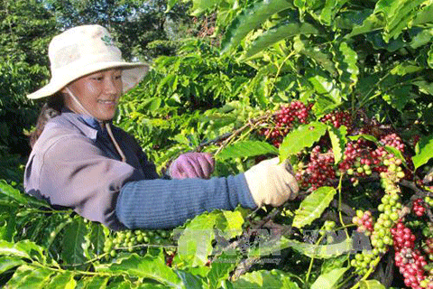 Phát triển Tây Nguyên thành vùng sản xuất nông sản hàng hóa lớn