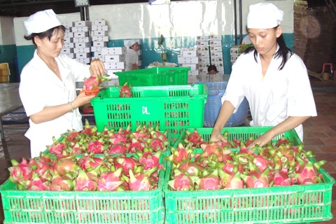 Thủ tục nhập khẩu cho quả thanh long sang Úc sắp hoàn tất