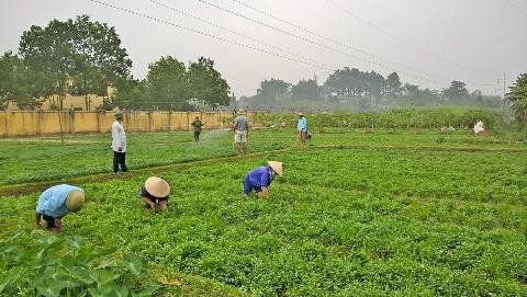 Địa phương chủ động bố trí vốn vay giải quyết việc làm cho người nghèo