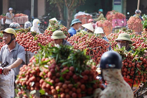 Giá vải thiều Lục Ngạn đã tăng cao hơn những ngày đầu vụ