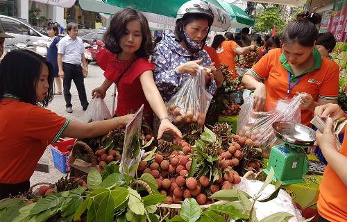 Vải thiều Thanh Hà (Hải Dương) chủ yếu tiêu thụ nội địa