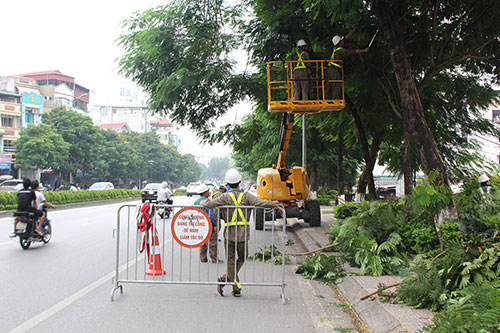 Hà Nội cắt tỉa gần 40.000 cây xanh trước mùa mưa bão