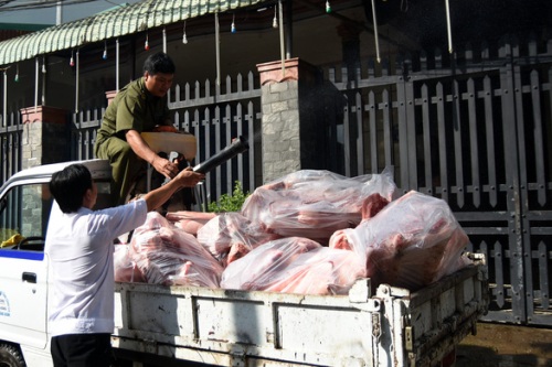 Dịch tả lợn châu Phi đã lan rộng ra 60 tỉnh, thành phố