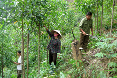 Hỗ trợ gạo cho đồng bào chăm sóc, bảo vệ rừng