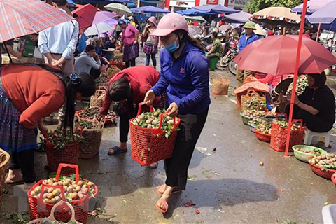 Mận Tam hoa vào chính vụ thu hút khách du lịch thập phương