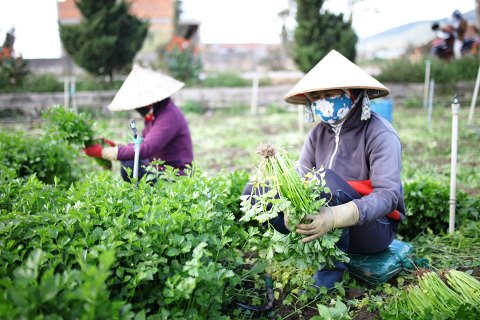 Giá rau Đà Lạt tăng cao, cung không đủ cầu