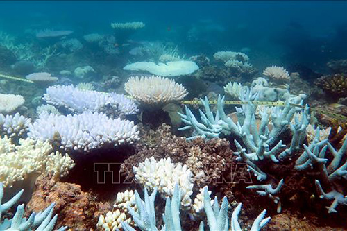 Rạn san hô Great Barrier ở đảo Orpheus, Australia.