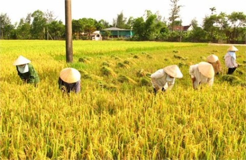 Thái Bình: Hơn 90% hộ nghèo tham gia bảo hiểm cây lúa